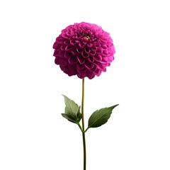 Radiant Dahlia Bloom: A striking close-up on a deep pink flower against black backdrop