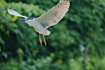 Juvenile black-crowned night herons perched on green branches Taipei