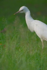 Cattle Egret in Green Grass Field Close Up Taipei City Taiwan