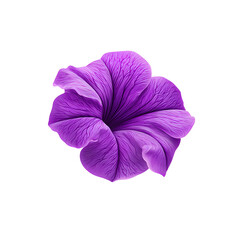 Striking close-up of a purple petunia flower isolated against a black background
