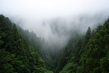Fog envelops a serene forest valley, showcasing towering green trees and a mysterious atmosphere during the early morning. Generative AI.