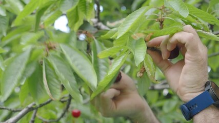 Picking ripe cherries in a sunny orchard this summer