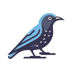 
starling illustration design