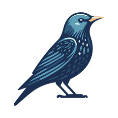 
starling illustration design