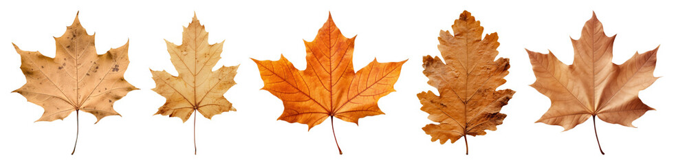 PNG Autumn leaves display variety, element set on transparent background