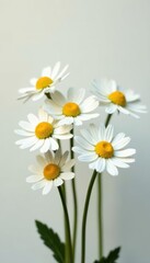Fototapeta premium Five delicate white daisies, vibrant yellow hearts, on stems, blank space , flower, design element