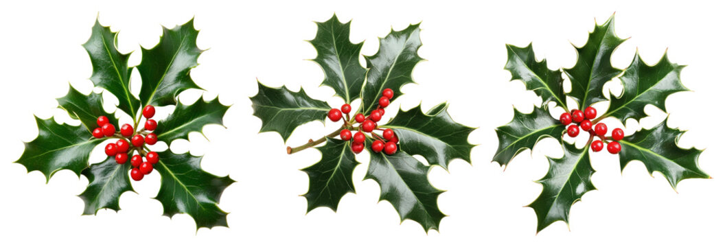 PNG Festive holly leaves with berries, element set on transparent background