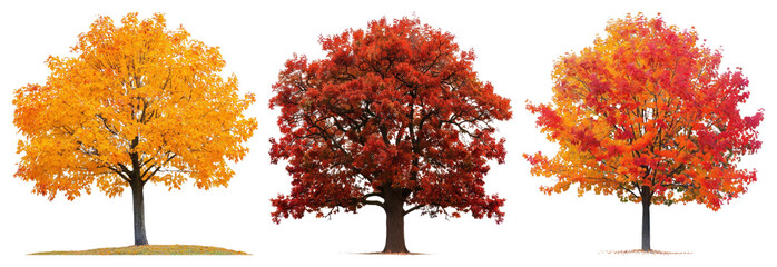 PNG Vibrant autumn trees in sequence, element set on transparent background