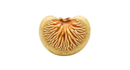 Closeup of a halfcut peach showing the pit isolated on transparent background, revealing its intricate texture and unique heartlike shape