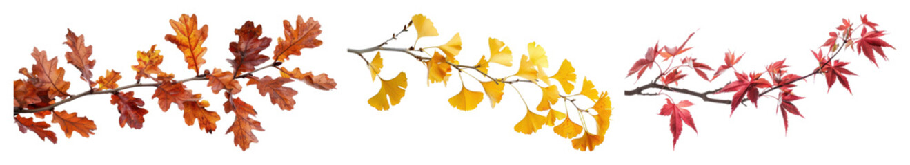 PNG Colorful autumn leaves arrangement, element set on transparent background