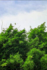 Lush Bright Green Bamboo Forest Against a Cloudy Sky Backdrop
