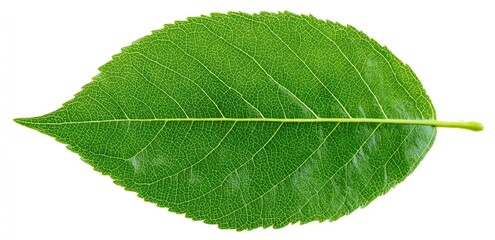 Obraz premium Vibrant green leaf (7)