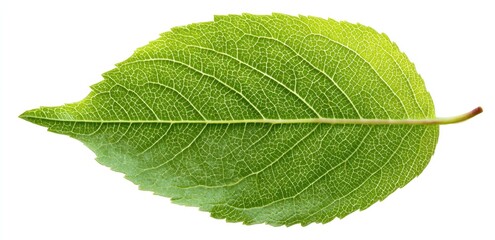 Obraz premium Vivid green leaf, detailed veins