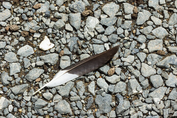 Close-up of a single black and white bird feather on rough gravel ground, symbolizing the balance between soft fragility and hard rugged strength in nature’s contrast.