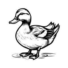 Obraz premium duck sketch illustration. hand drawn duck isolated on white background