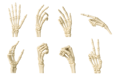Skeleton hand bones icon set collection isolated on white background, representing anatomy, Halloween, and spooky horror concepts. Perfect for seasonal, educational, and medical graphics.  
