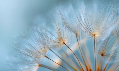 Delicate dandelion seeds against a soft pastel background