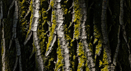 Close-up of tree bark with moss growing on it, showing texture and detail.