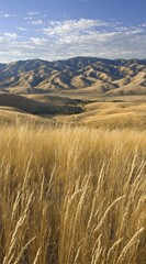 Golden grass field stretching towards brown, hazy mountains under a blue sky with light, scattered clouds
