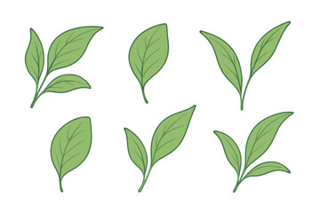 Set of green tea leaves. Botanical vector illustration collection of fresh organic plant sprigs. Natural, simple, elegant foliage icons. Isolated cartoon design elements.