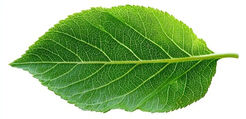 Fototapeta premium Single vibrant green leaf (10)