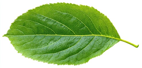 Obraz premium Close-up of a vibrant green leaf (17)