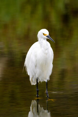 Snowy egret standing in shallow water