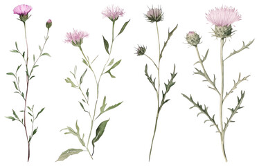Obraz na płótnie Canvas PNG Delicate pink thistle blossoms, element set on transparent background