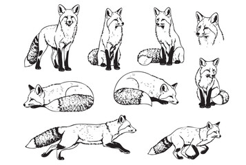 A set of black and white vector illustrations of a fox in various poses. wild animals.