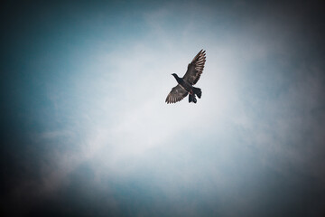Dramatic Low Angle Bird Flight Against Overcast Sky Atmosphere Nature
