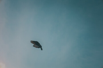 Solitary Bird Soaring Across Expansive Sky in Serene Teal Ambiance Landscape