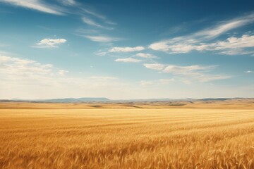 Obraz premium Golden wheat field under blue sky yellow agriculture