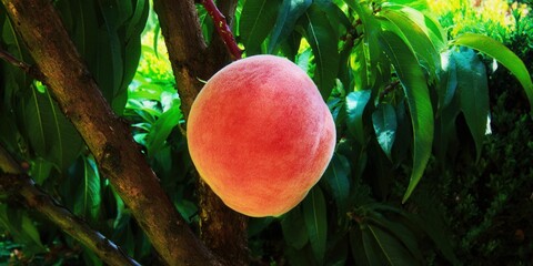 A vibrant, ripe peach hanging on a tree branch with lush green leaves around it.
