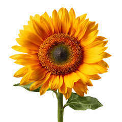 Fototapeta premium Radiant Sunflower Bloom A Captivating Close Up of Golden Petals and Dark Center Against a Transparent Backdrop
