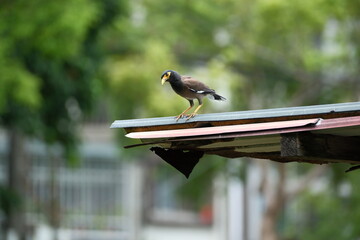 Common Myna with alert posture on a rooftop in New Taipei City