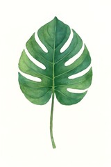 A delicate and artistic watercolor painting of a single green Monstera Deliciosa leaf, isolated on a white background for botanical design