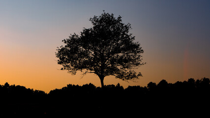 silhouette of tree at sunset