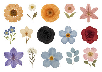 PNG Colorful botanical floral illustration collection, element set on transparent background