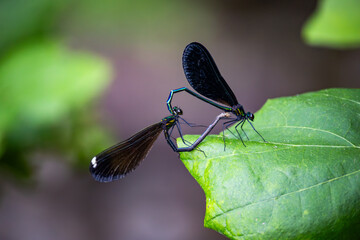 two ebony jewelwinged dragonflies mating on top of a green leaf