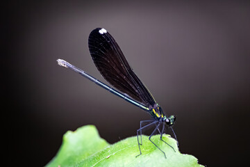 high detail closeup photo of an ebony jewelwinged dragonfly