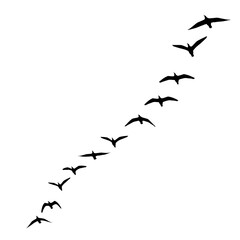 Fototapeta premium A diagonal flight of birds soars against a plain background, creating a sense of movement and freedom.