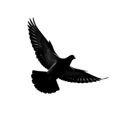 Obraz premium Black silhouette of a bird in flight, a graceful bird siluet captured against a clean white background