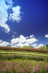 Obraz premium サルスベリの赤い花と青空