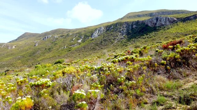 Low drone flight over native fynbos vegetation on Western Cape mountainside