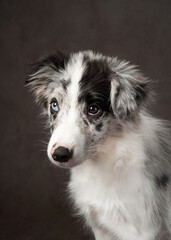 A close-up of a Border Collie with an intense and expressive gaze, set against a dark background. The dog's fur details and eyes create a striking portrait.