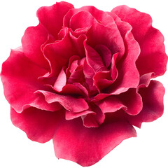 Naklejka premium Detailed close-up of a vibrant red rose blossom on a black background
