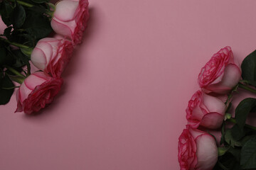 Pink rose with gift on pink background
