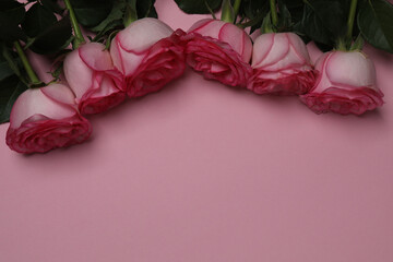 Pink rose with gift on pink background
