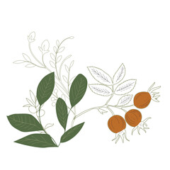 Set of drawn plants, berries on a branch rose hips. Vector