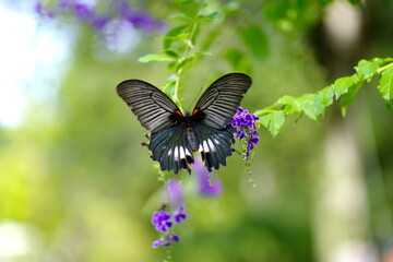 デュランタにナガサキアゲハ